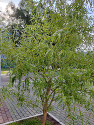 Ива извилистая (Salix matsudana) - bykgeniy