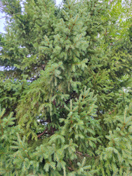 Густые ветви ели обыкновенной (Picea abies - bykgeniy