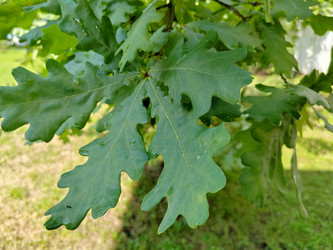 Дуб черешчатый (Quercus robur) - bykgeniy
