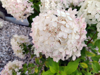 Гортензия метельчатая (Hydrangea paniculata) - bykgeniy