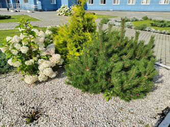 Сосна горная (Pinus mugo) - bykgeniy