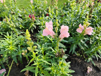 Львиный зев большой (Antirrhinum majus) - bykgeniy