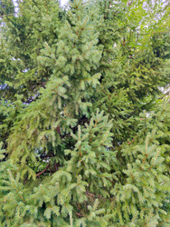 Ель обыкновенная (Picea abies) - bykgeniy