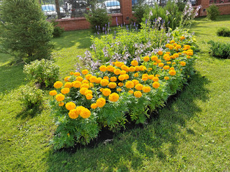 Бархатцы прямостоячие (Tagetes erecta) - bykgeniy