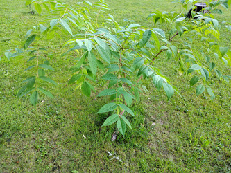 Черный орех (Juglans nigra) - bykgeniy