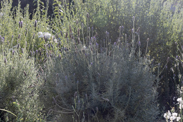 Крупный план лаванды (Lavandula latifolia) с фиолетовыми цветами, растущей на клумбе - Slavina