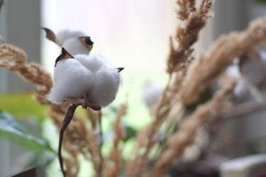 Крупный план цветка хлопка - VitAlexDed