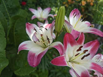 Лилия (Lilium) — бело-розовые двухцветные цветы с темными тычинками - Mihail_direct