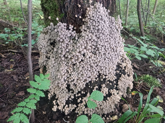 Навозник рассеянный (Coprinellus disseminatus) — колония грибов на пне в лесу - Mihail_direct