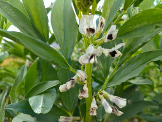 Бобы (Vicia faba) — цветение обычных садовых бобов - Mihail_direct