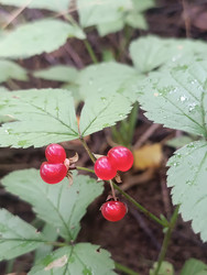 Костяника (Rubus saxatilis) — лесная ягода с ярко-красными глянцевыми плодами - Mihail_direct