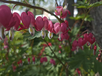 Дицентра великолепная (Lamprocapnos spectabilis) — розовые цветы «разбитое сердце» на изогнутом стебле - Mihail_direct