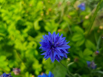 Синий василек (Centaurea cyanus) — полевой цветок на размытом зеленом фоне - Mihail_direct