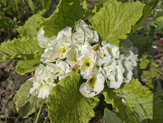 Примула (Primula) / Первоцвет — бледно-желтые цветы с морщинистыми листьями - Mihail_direct