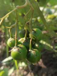 Паслен черный (Solanum nigrum) — гроздь зеленых незрелых ядовитых ягод - Mihail_direct