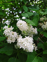 Белая сирень (Syringa vulgaris) — белые метельчатые соцветия на фоне зеленых листьев - Mihail_direct