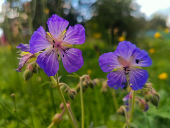 Луговая герань (Geranium pratense) — фиолетово-синие цветы с выраженными прожилками - Mihail_direct