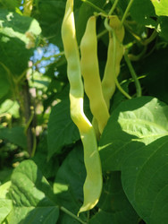 Восковая фасоль (Phaseolus vulgaris) — желтые стручки на кусте огородной культуры - Mihail_direct