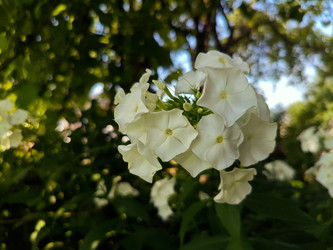 Белый флокс метельчатый (Phlox paniculata) — садовые цветы, освещенные солнцем - Mihail_direct