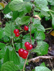 Жимолость лесная (Lonicera xylosteum) — "волчьи ягоды", парные красные ягоды в лесу - Mihail_direct