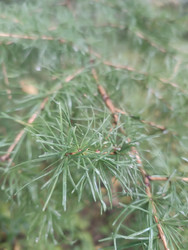Хвоя лиственницы (Larix) — мягкие светло-зеленые иголки, собранные в пучки - Mihail_direct