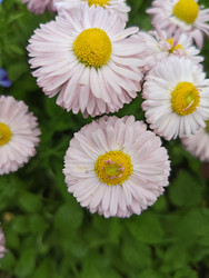 Маргаритка многолетняя (Bellis perennis) — нежные бледно-розовые цветы с желтым центром - Mihail_direct