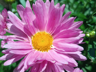 Розовая хризантема (Chrysanthemum) — садовый цветок с многочисленными лепестками - Mihail_direct