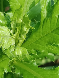 Осот (Sonchus) — крупные колючие листья лугового растения - Mihail_direct