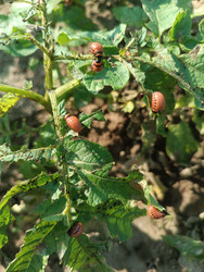 Личинки колорадского жука (Leptinotarsa decemlineata) на листьях картофеля — стадия активного питания вредителя - Mihail_direct