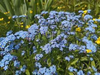 Незабудка (Myosotis) — нежные голубые весенние цветы на фоне желтых лютиков - Mihail_direct