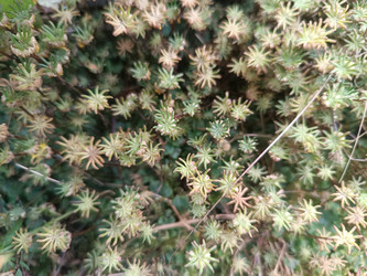 Очиток (Sedum) — суккулентное почвопокровное растение со звездчатыми розетками мясистых листьев - Mihail_direct