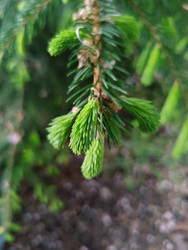 Молодые побеги ели (Picea) — светло-зеленый весенний прирост на ветвях - Mihail_direct
