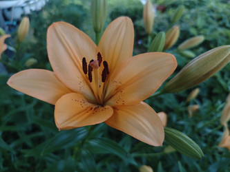 Оранжевая лилия (Lilium) — крупный садовый цветок с темными тычинками и бутонами - Mihail_direct