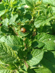 Колорадский жук (Leptinotarsa decemlineata) на листьях картофеля — вредитель сельскохозяйственных культур - Mihail_direct