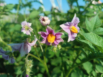 Цветущий картофель (Solanum tuberosum) — фиолетово-розовые цветы с желтым центром - Mihail_direct