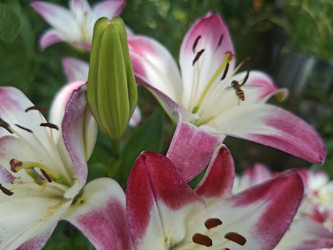 Восточная лилия (Lilium orientalis) — белые цветы с розовыми краями, бутон и насекомое - Mihail_direct