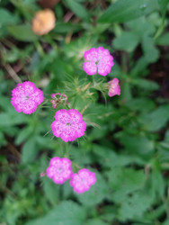 Гвоздика (Dianthus) — ярко-розовые цветы с зубчатыми лепестками - Mihail_direct