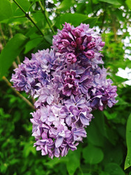 Сирень обыкновенная (Syringa vulgaris) — пышные фиолетовые метельчатые соцветия на фоне зеленых листьев - Mihail_direct