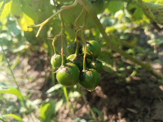 Ягоды на картофеле (Solanum tuberosum) — зеленые незрелые плоды на кисти - Mihail_direct