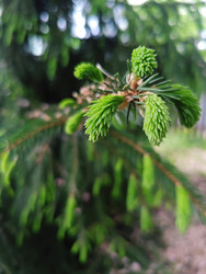 Молодые зеленые шишки ели (Picea) на ветвях — весенний прирост и образование шишек - Mihail_direct