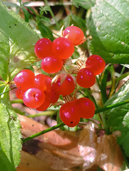 Костяника (Rubus saxatilis) — ярко-красные лесные ягоды-костянки - Mihail_direct