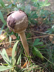 Молодой зонтик пестрый (Macrolepiota procera) с яйцевидной шляпкой и коричневыми чешуйками - Mihail_direct