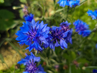 Синий василек (Centaurea cyanus) — яркие полевые цветы с зубчатыми лепестками - Mihail_direct