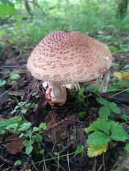 Мухомор серо-розовый (Amanita rubescens) — условно-съедобный гриб в лесу - Mihail_direct
