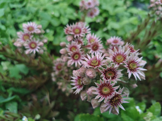 Цветущее молодило (Sempervivum) — звездчатые розовые цветы суккулентного растения - Mihail_direct
