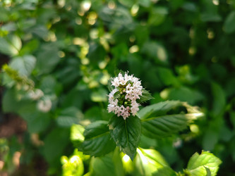 Мята (Mentha) — ароматическое растение с головчатым соцветием бело-розовых цветов - Mihail_direct