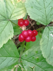 Костяника (Rubus saxatilis) — ярко-красные лесные ягоды среди тройчатых листьев - Mihail_direct