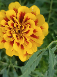 Бархатцы (Tagetes) — желтые цветы с красно-коричневыми пятнами, садовые цветы - Mihail_direct
