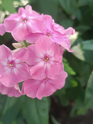 Нежно-розовый флокс (Phlox) с белой звездочкой в центре — садовые цветы - Mihail_direct
