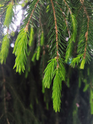 Молодые побеги ели (Picea) — светло-зеленая хвоя на свисающих ветвях - Mihail_direct